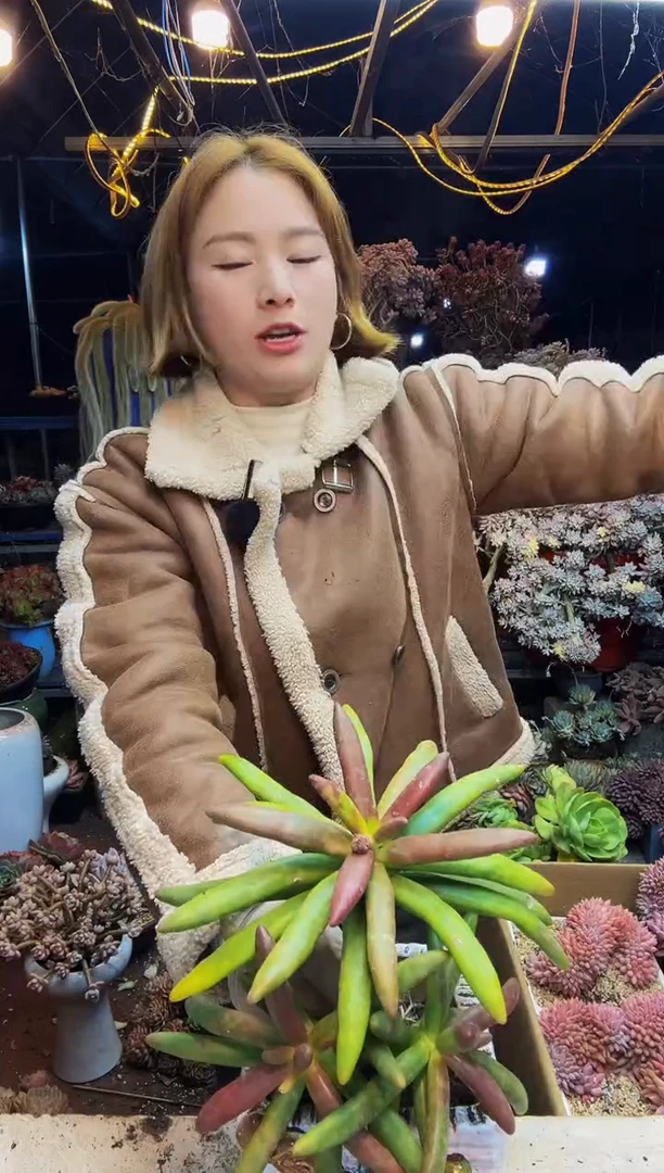 椰子树多头脱土包邮