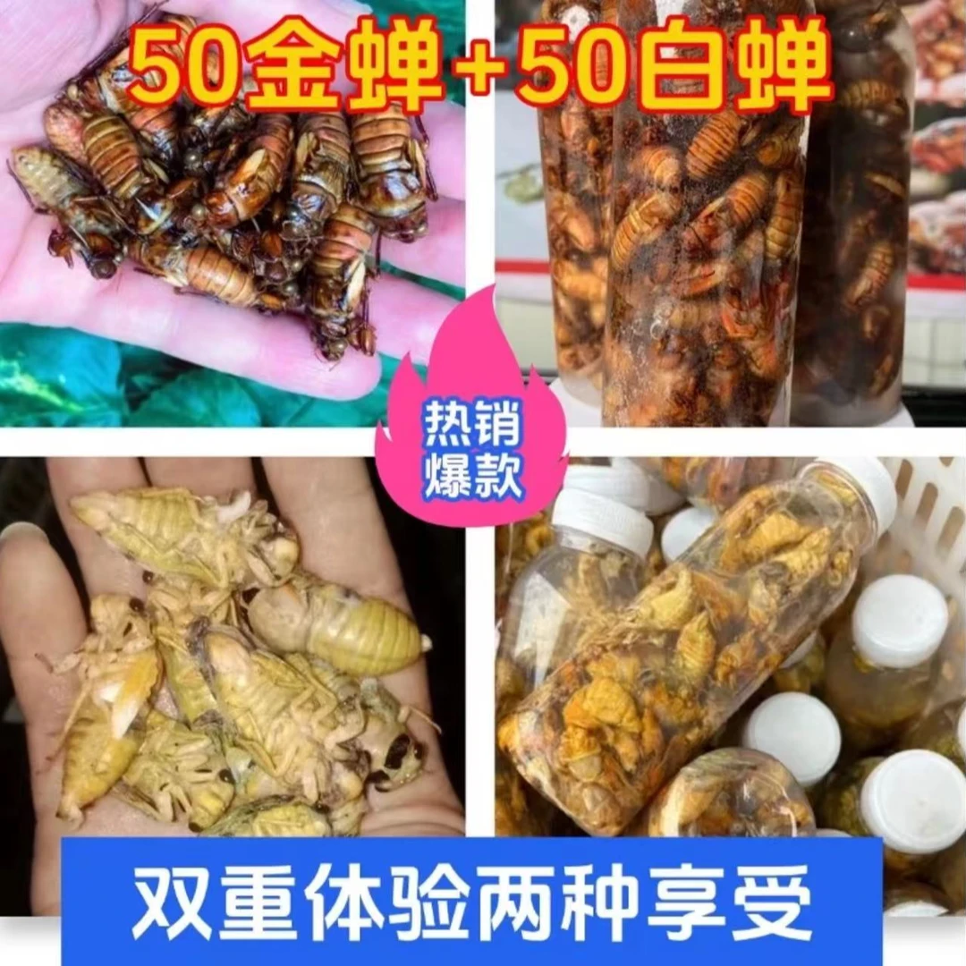 2【拍50只送50只】2025年【金蝉+白蝉各50只】金蝉知了猴【顺丰包邮】