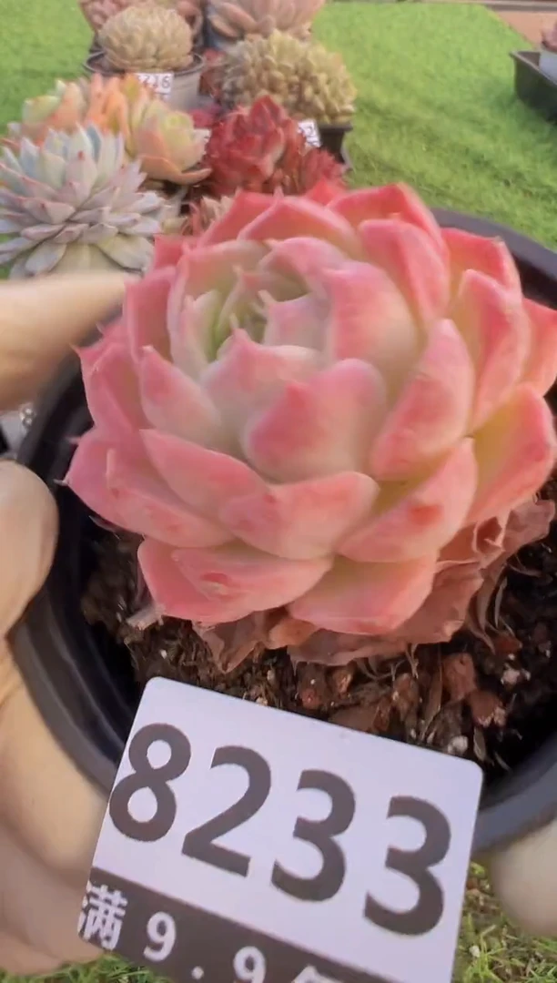 【闪购商品】信福多肉一物一拍