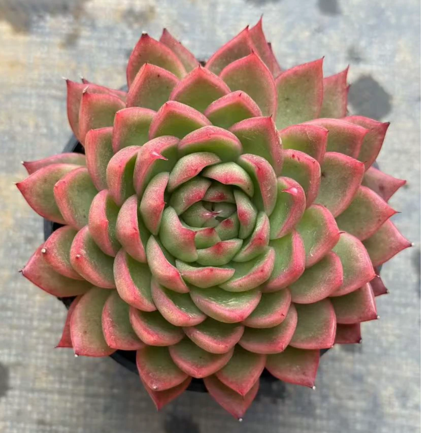 10#俄洛伊前男友精品多肉SM1021