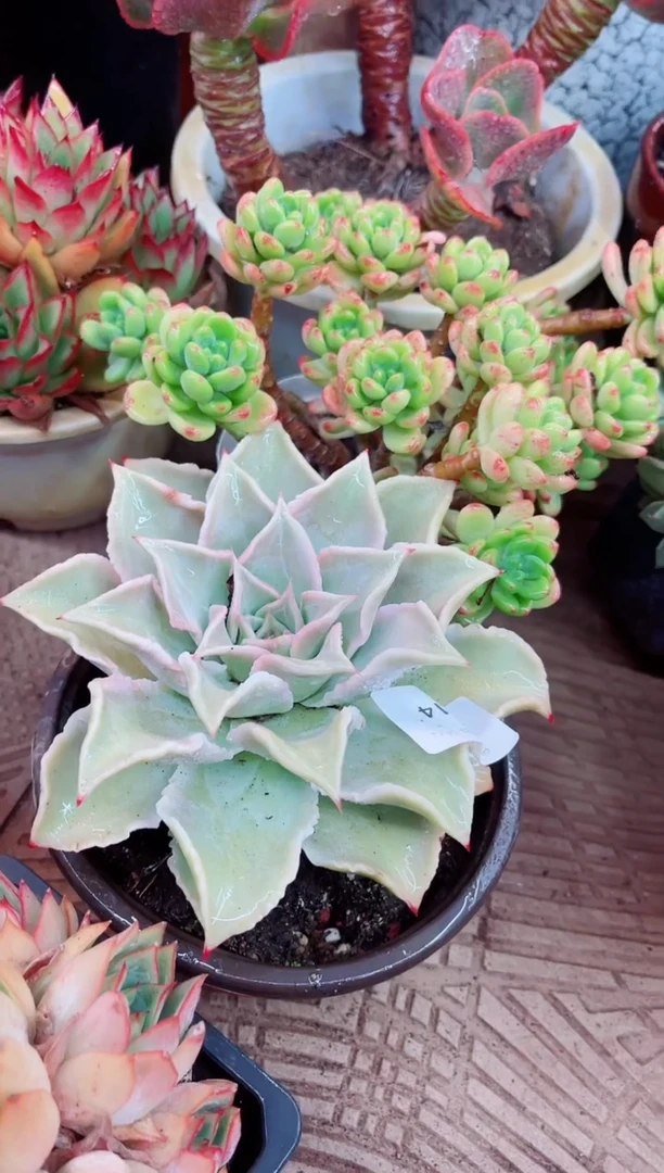 07014多肉植物一物一拍