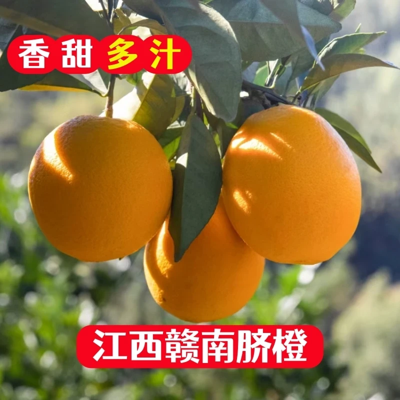 正宗赣南脐橙江西寻乌高山甜橙子新鲜采摘产地直发爆汁大果