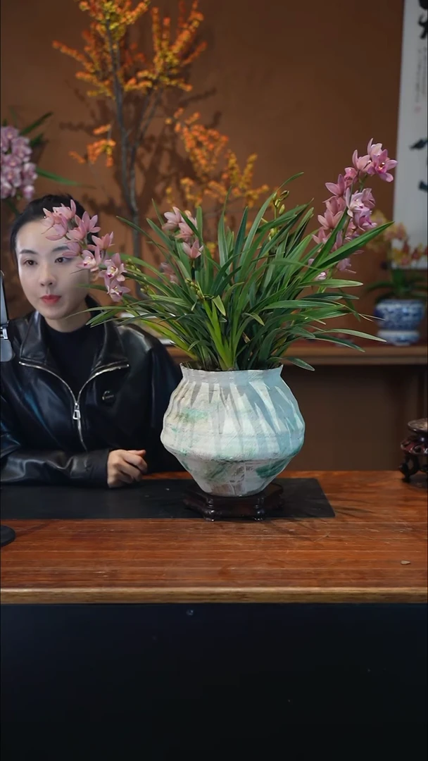 全部花朵樱花盆景盆景盆景