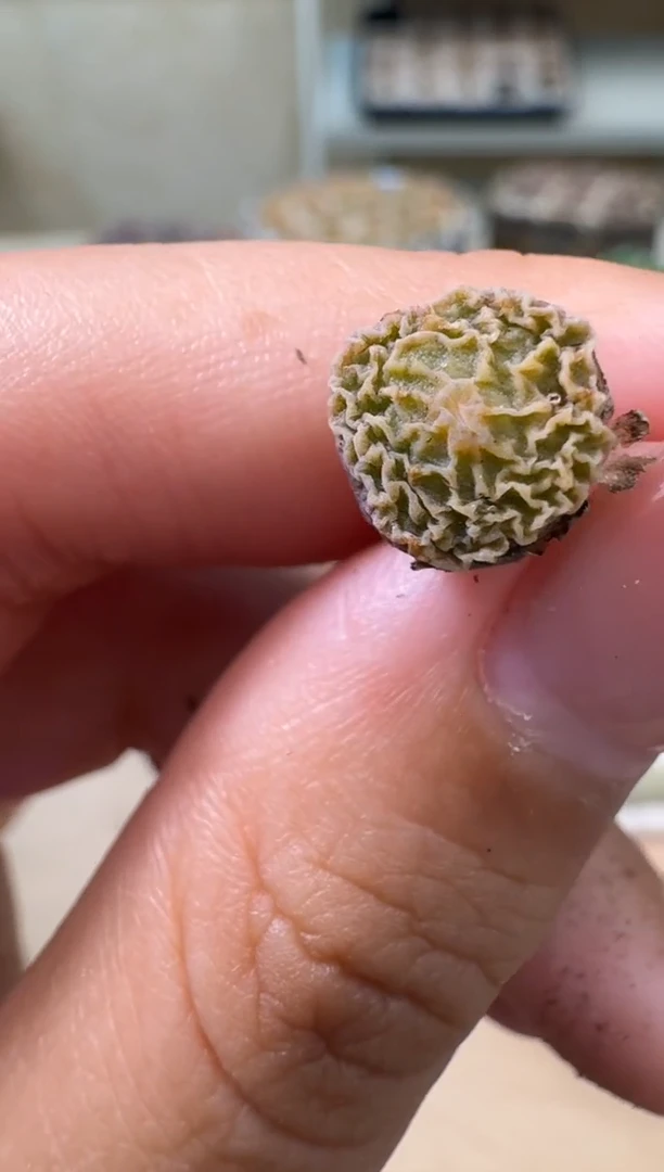 4-59多肉植物肉锥超烧