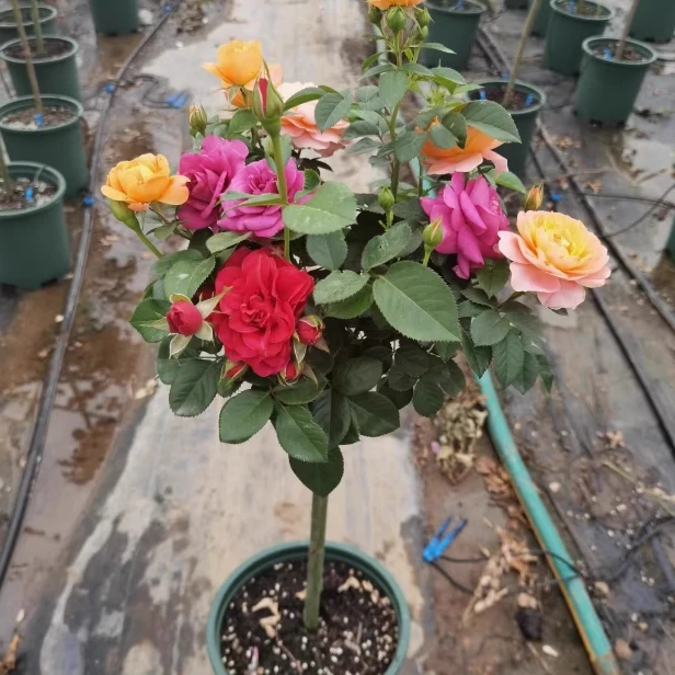 高档树桩月季花苗植物玫瑰大花浓香四季开花别墅庭院树状月季