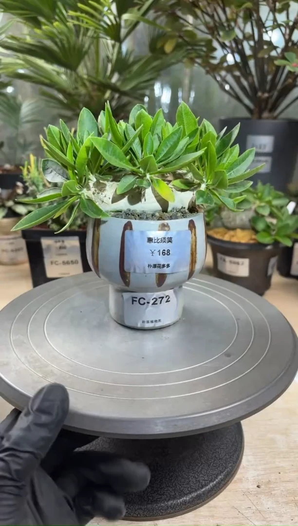 惠比须笑FC-272