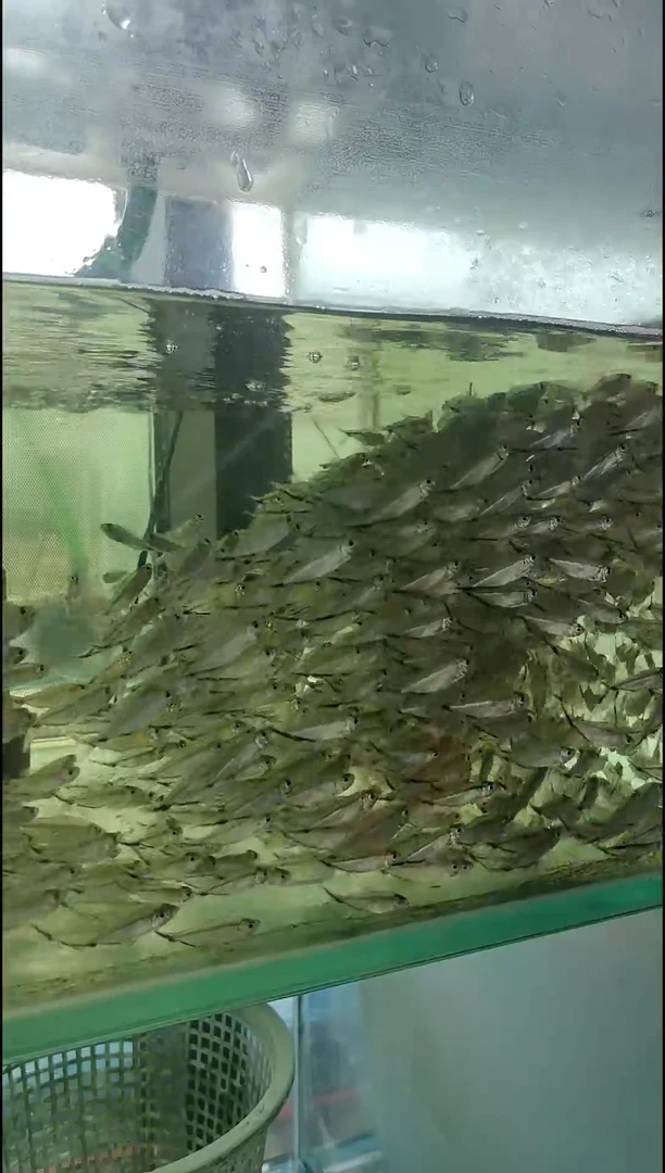 灯科鱼黑尾大勾小型群游热带鱼