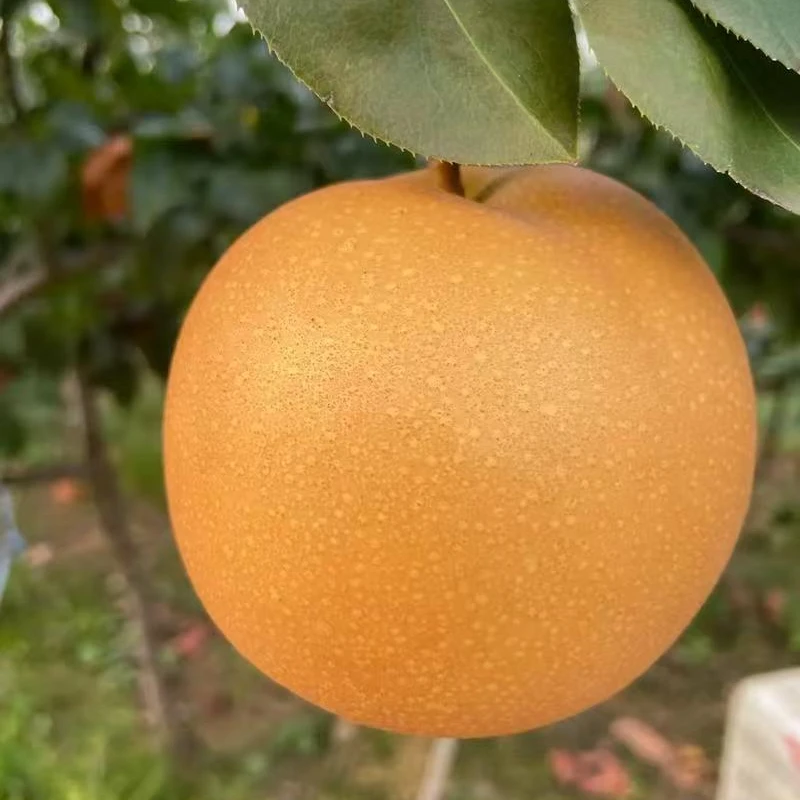 白富美秋月梨一盒