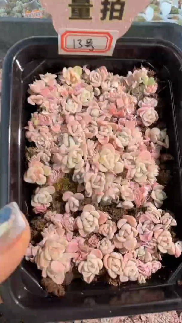 13号 切糕1盒 量拍多肉植物