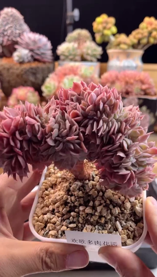 【闪购商品】1.16-38昂斯诺缀化