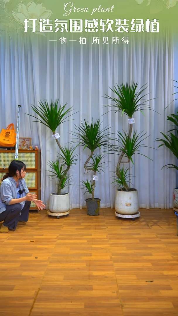 完全开放精品龙血树