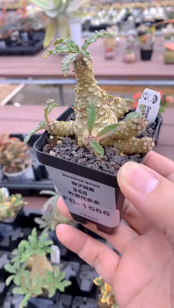 【闪购商品】椰子琉桑FB-1566