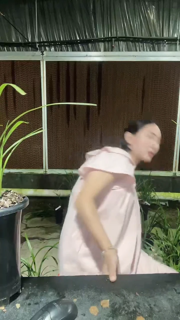 大部分开放少量花苞6841 翠盖荷 015