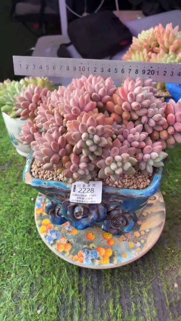 昆明印象多肉2228