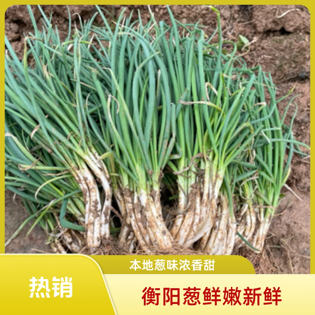 湖南衡阳耒阳本地葱现挖新鲜小香葱