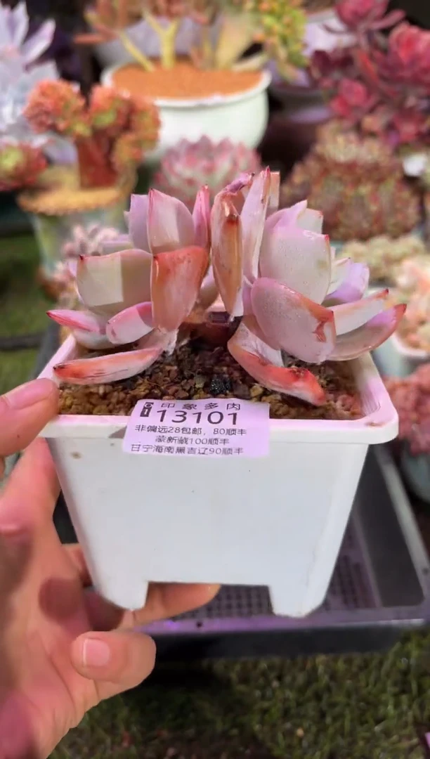 【闪购商品】13101