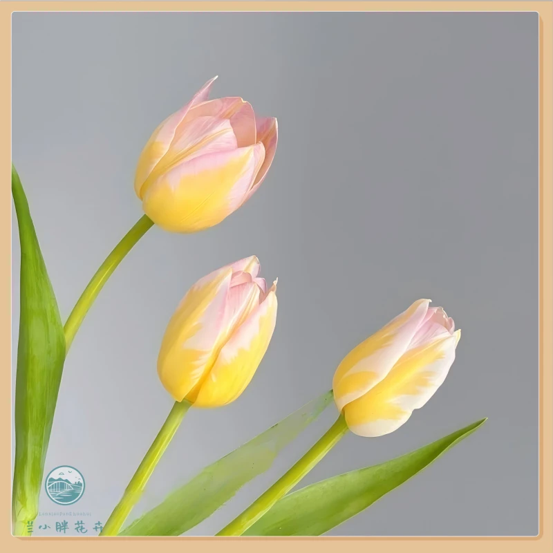 【兰小胖】方德郁金香-初恋10枝 季节限定 顺丰冷链包邮 赠送保温