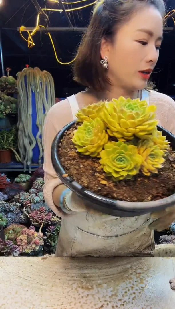 37号一物一拍脱土包邮