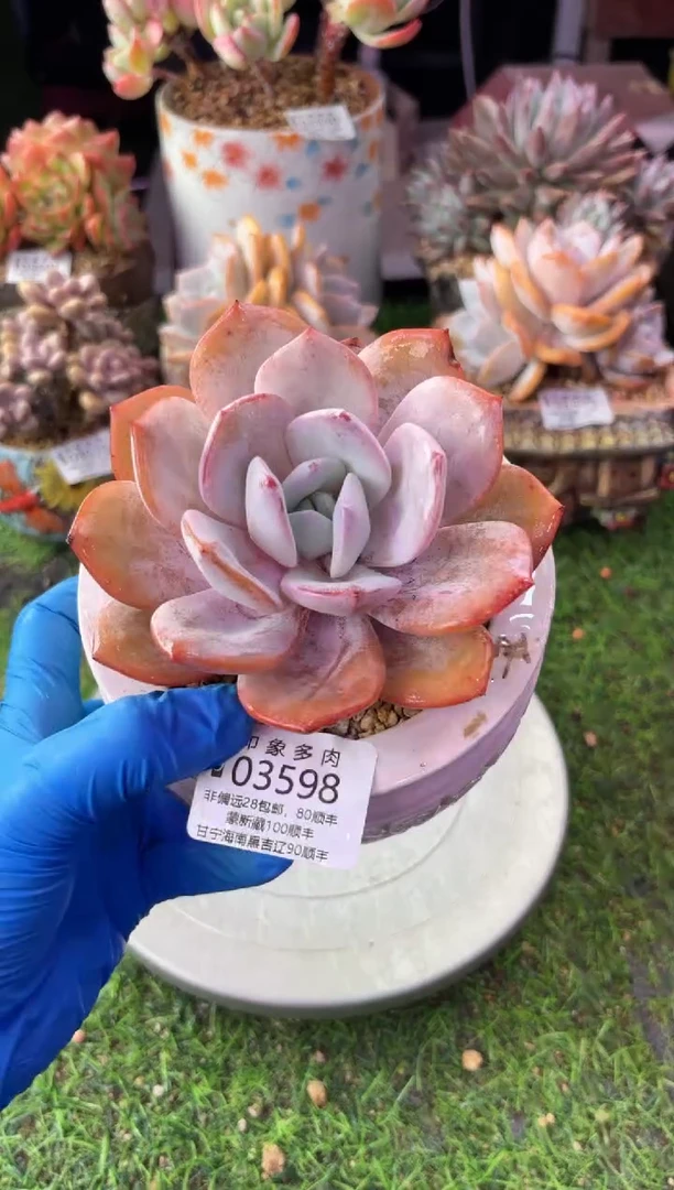 昆明印象多肉03598