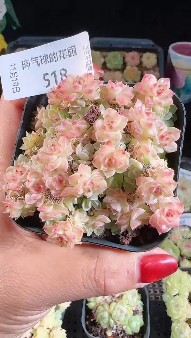 1110-518（群生不包整）