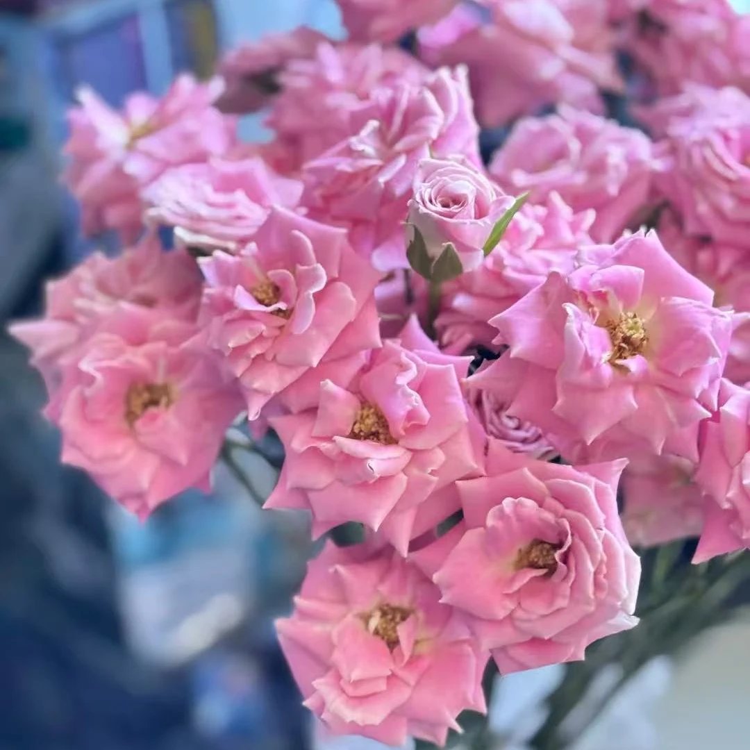 【珍珠少女】新品稀有多头玫瑰  玖枝花优选 水养切花儿