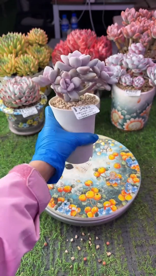 昆明印象多肉5492