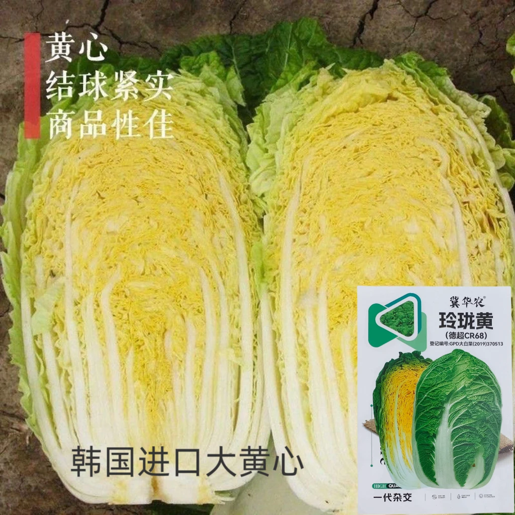 大型玲珑黄秋播早熟大白菜种籽高产结球半叠抱东北酸菜王