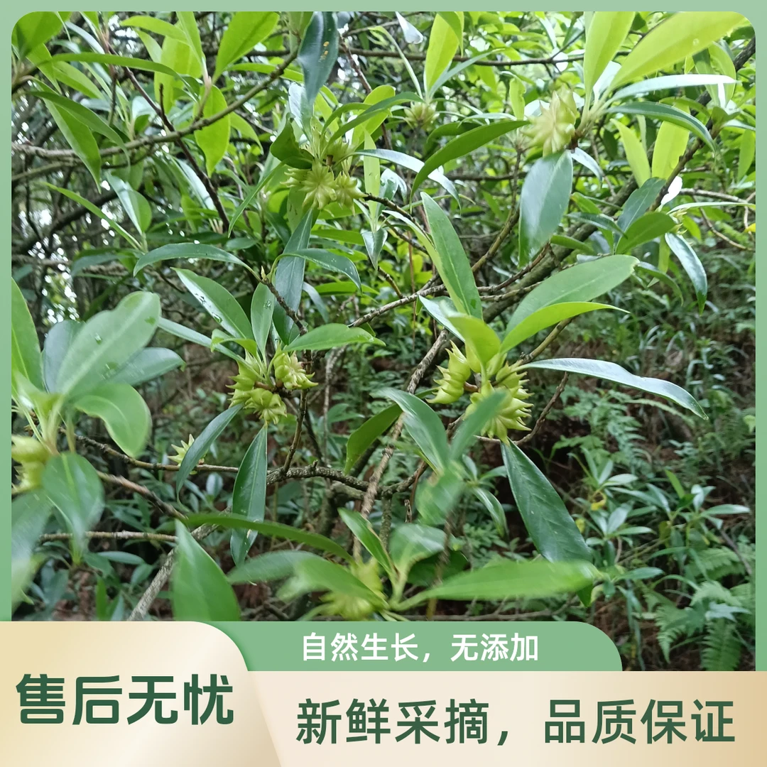 野八角云南野生八角中药材烹饪调味品下单现采包邮新鲜正品