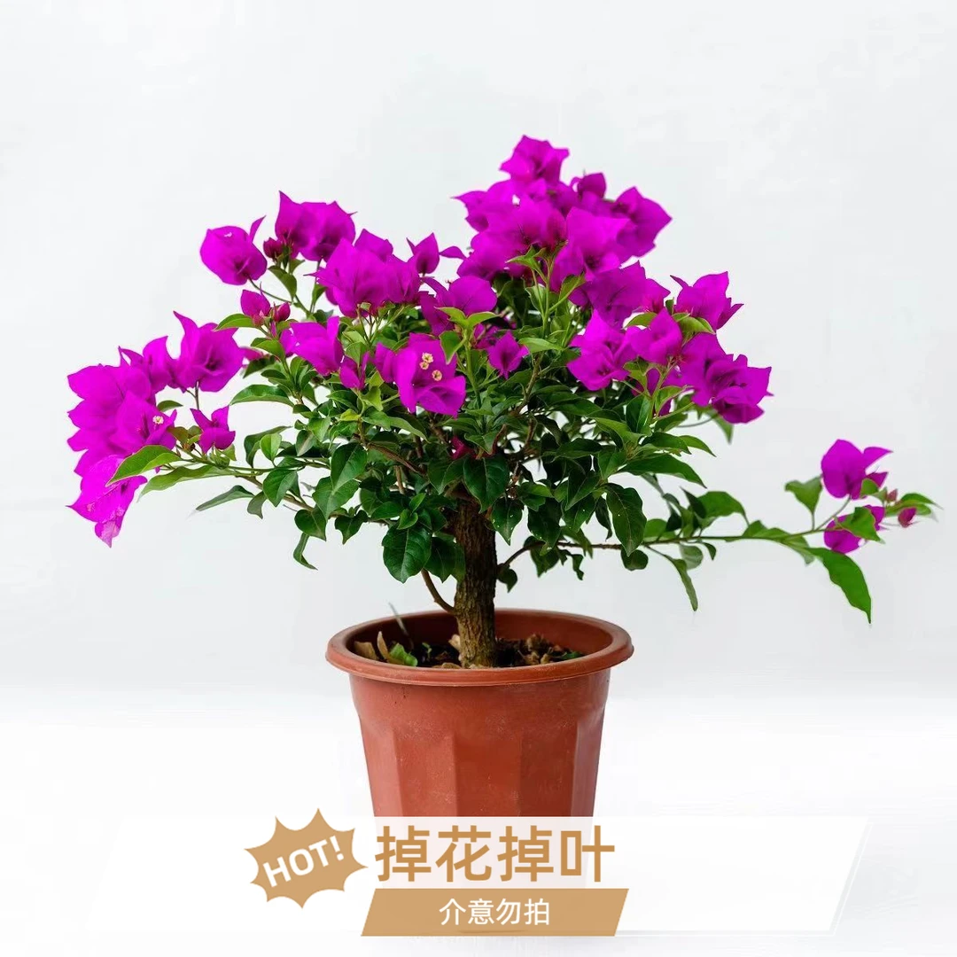 【云南紫修剪不带花】原盆原土发货盆坏不售后运输掉花掉叶介意勿拍
