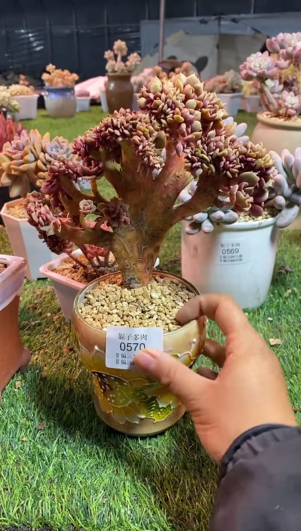 【闪购商品】0570a