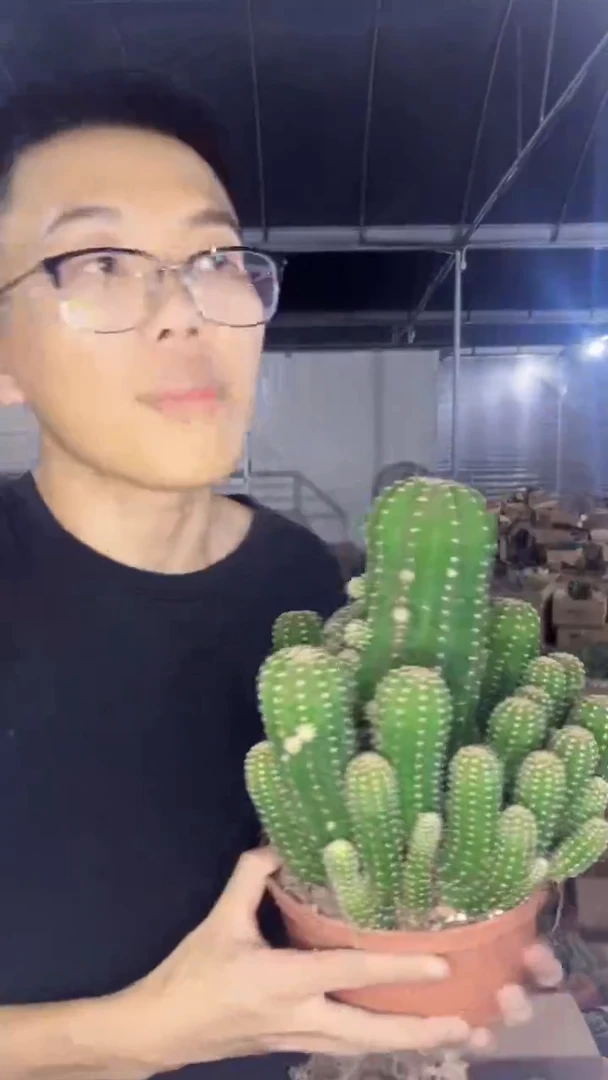 孤品 超大 群生 短毛丸【带根】