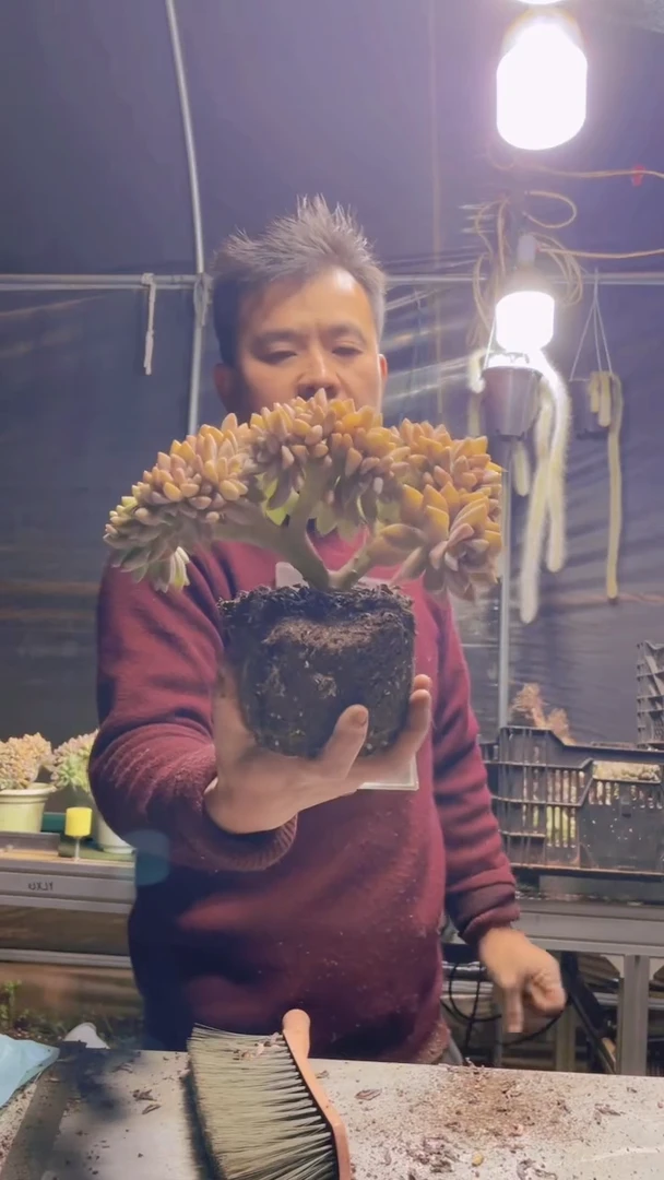 348淡雪缀化一物一拍