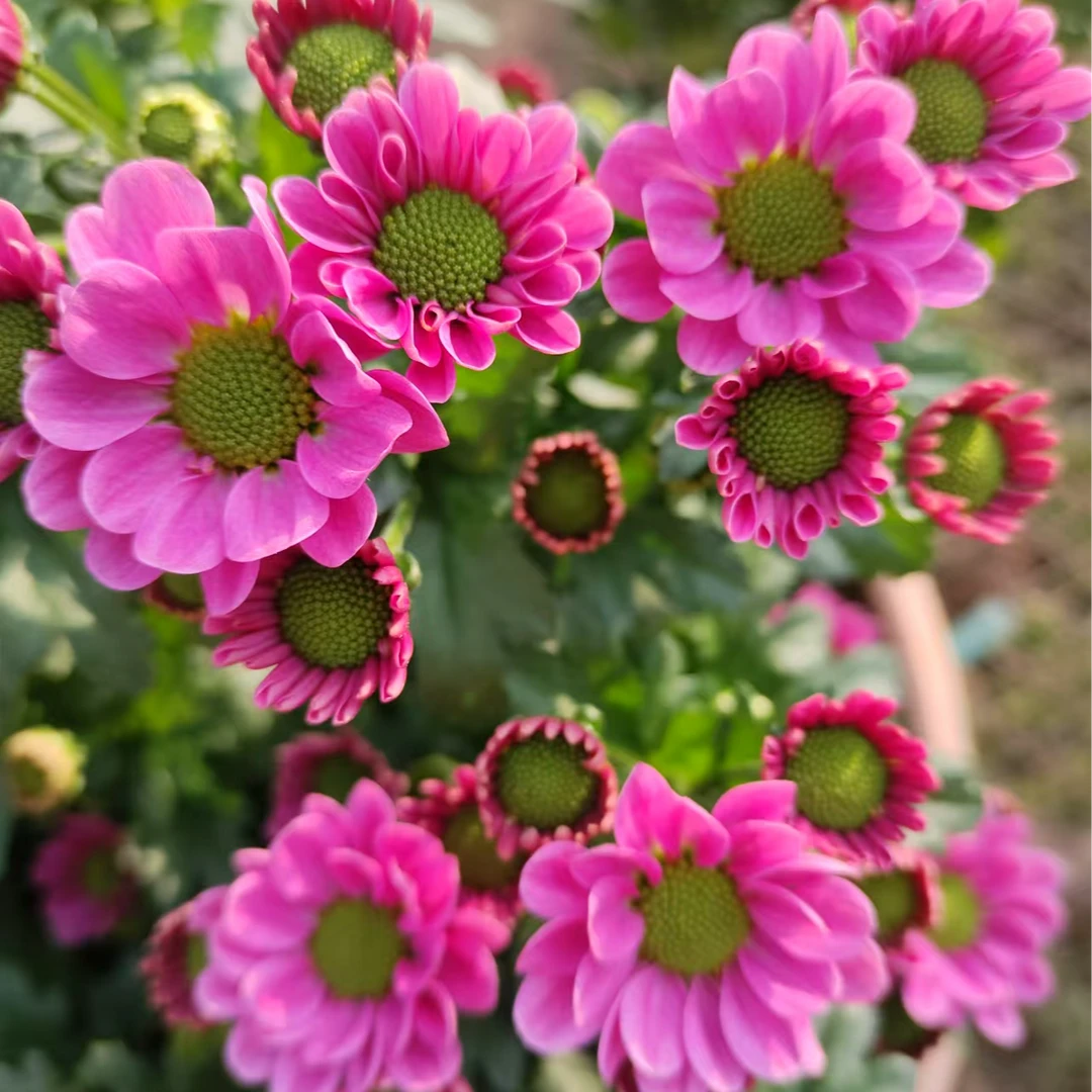 新品 水蜜桃 观赏菊盆栽花苗耐热耐寒花期长