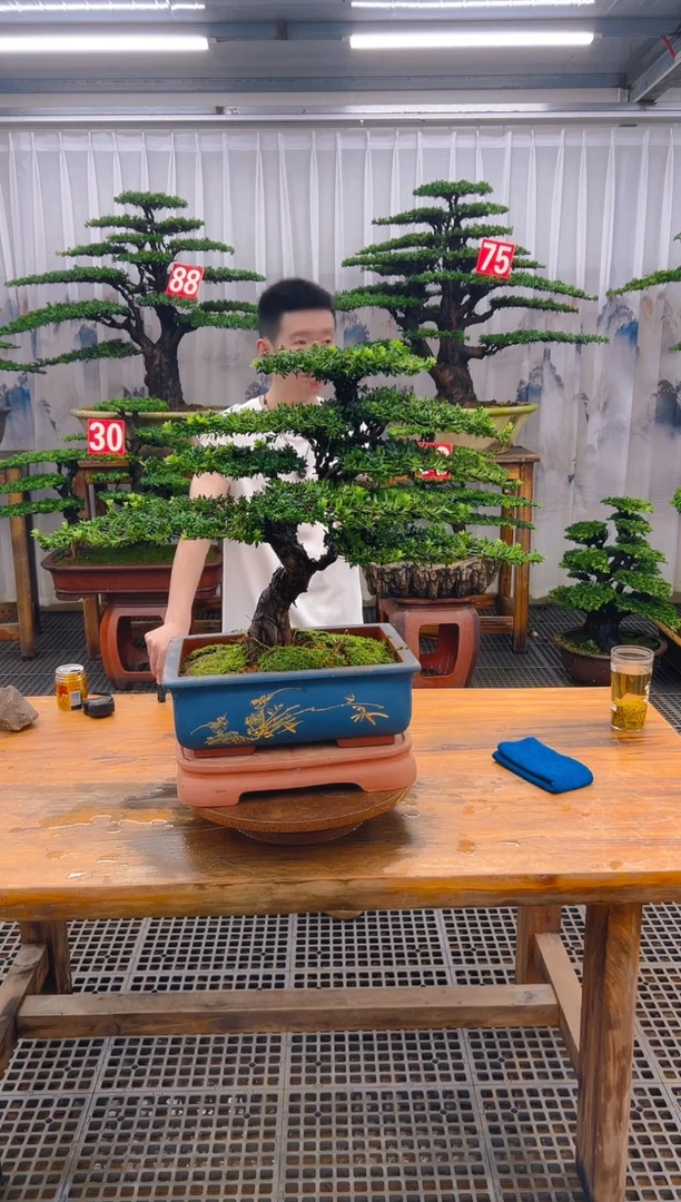 无花朵精品盆景直播间一物一拍