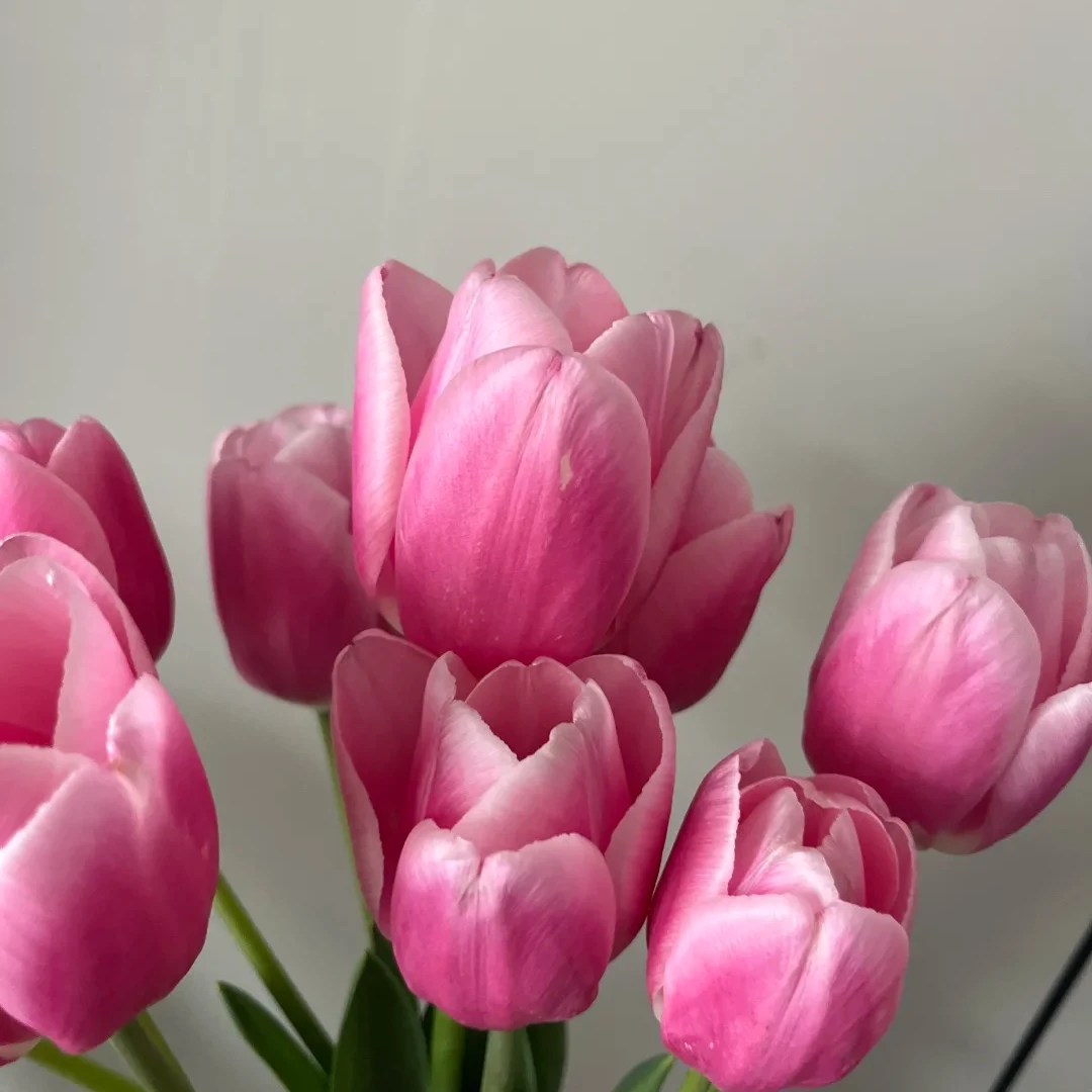 【草莓奶昔】郁金香（包邮）不做隔夜花 东北鲜切花种植基地 现采现发