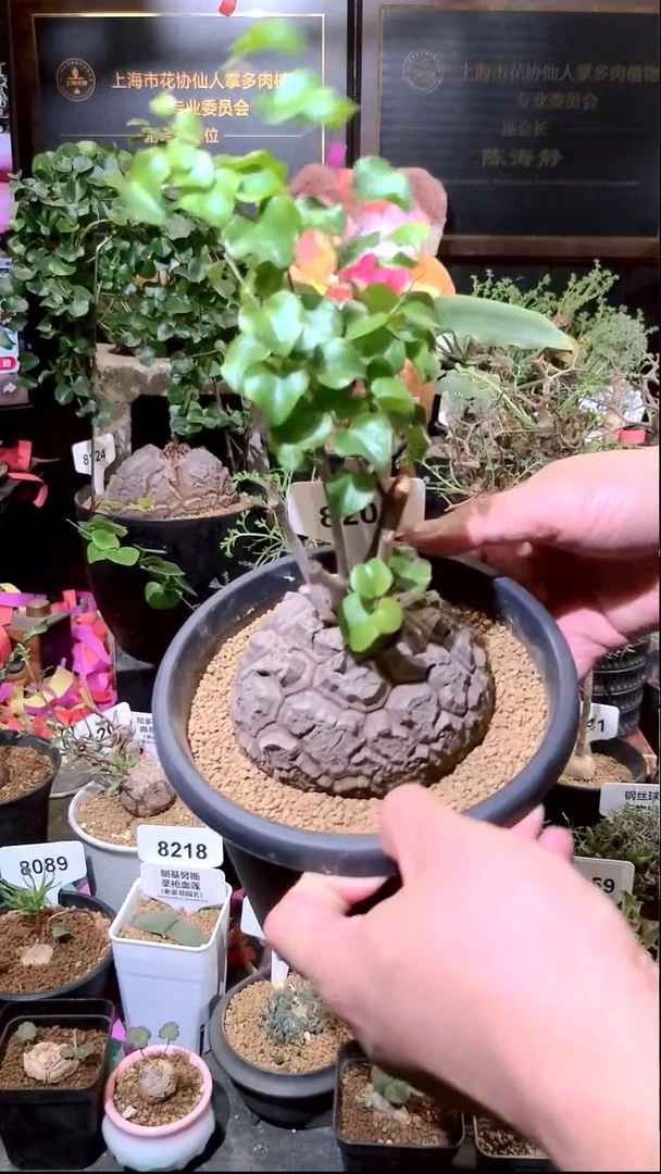 8208号0103精品植物南非龟甲龙单颗