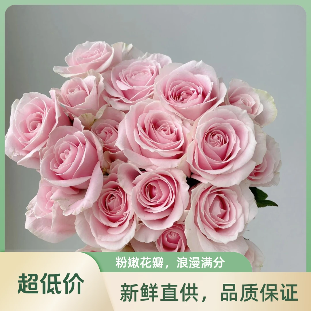 【粉雪山】  全场任意两单京东包邮（一单要+5元运费）玫瑰深水养护