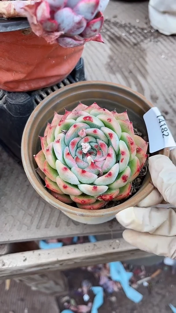 【闪购商品】14182