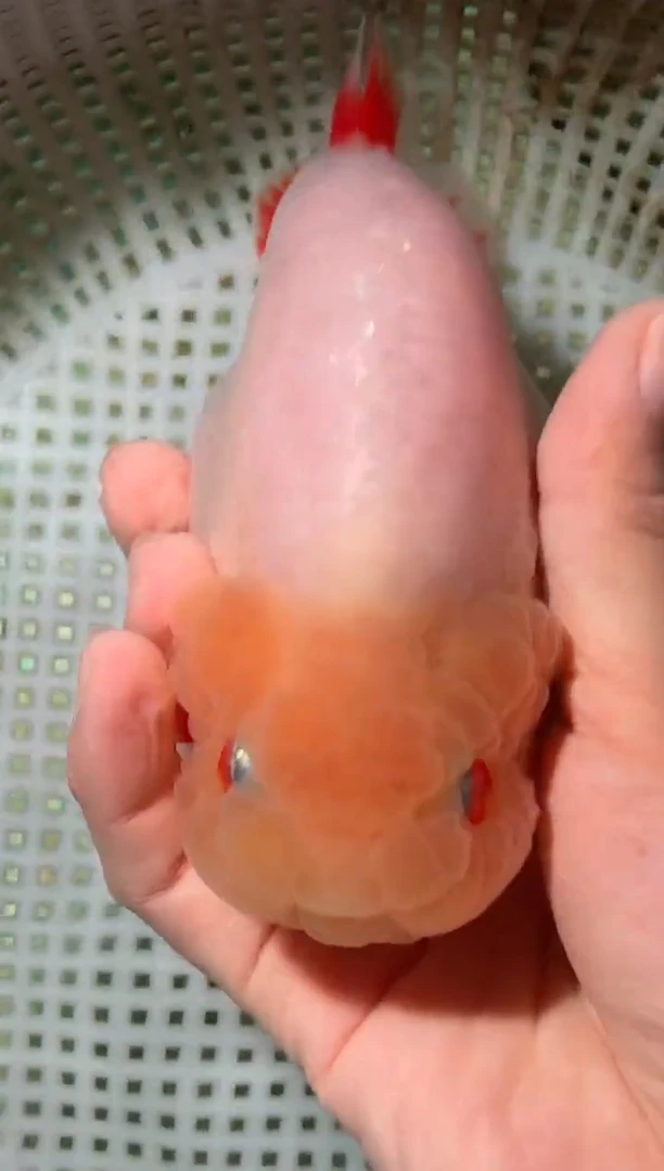 金鱼（运费自理，马印灯照射）福州追鱼兰寿金鱼