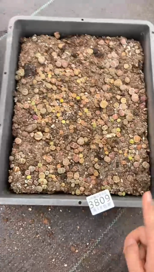 3809特价菊纹章框有疤瑕疵带土带盆发货