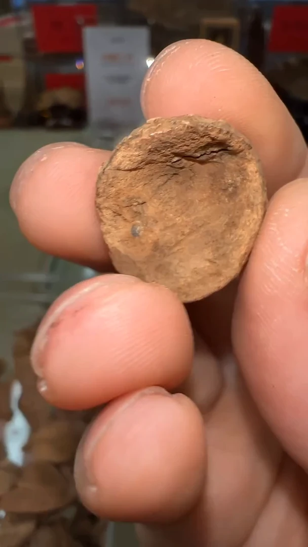 海南土沉铁头原料1.07g+