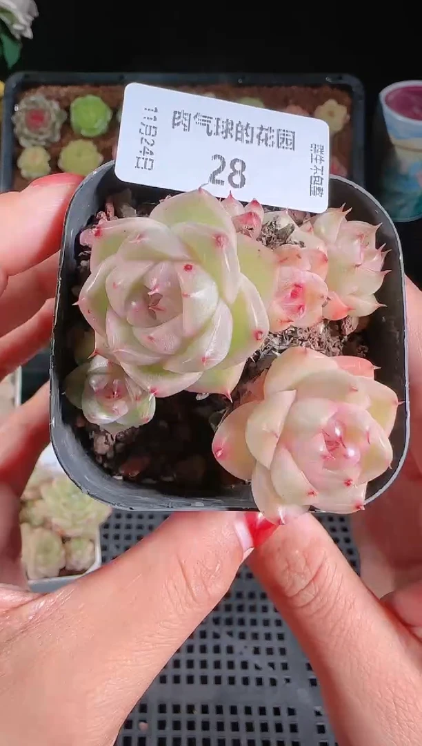 1124-28群生不包整