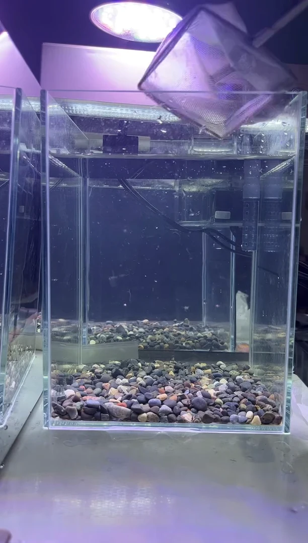 斗鱼斗鱼竟拍连接23