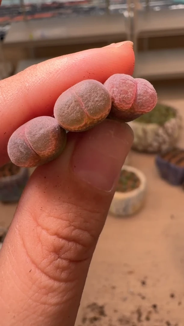 美丽的肉石头16-39