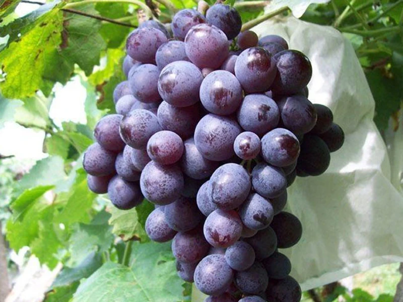 腾仁葡萄500g±20g