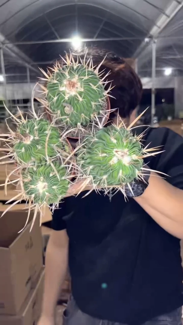 3颗 实生根 振武玉 6-8cm