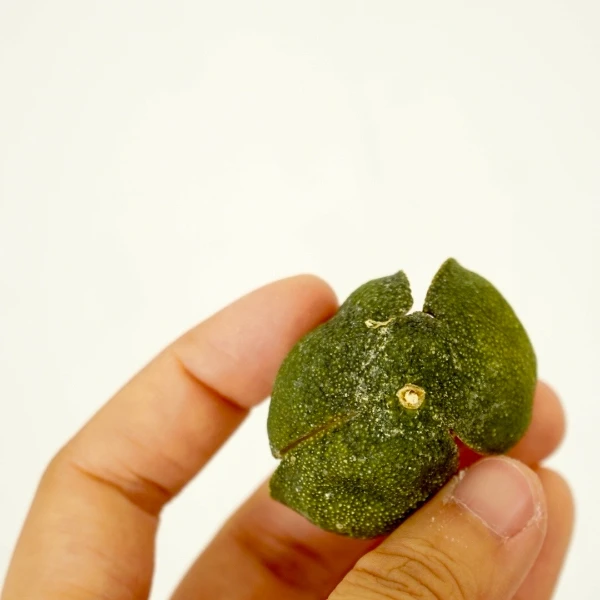 2025南坦岛8年老树三花青皮