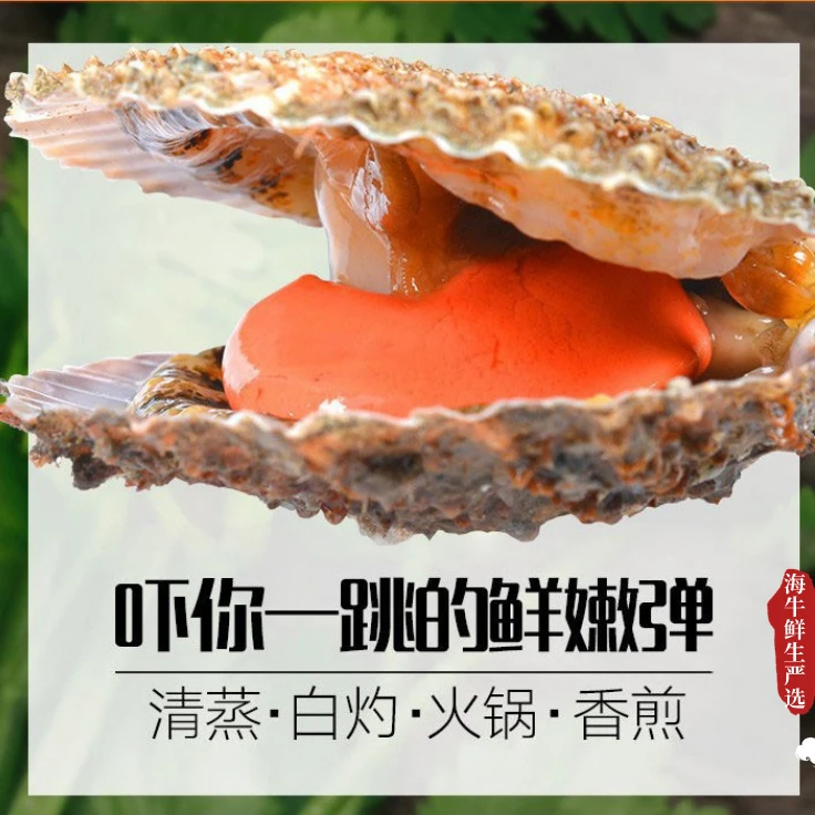 日照栉孔扇贝 鲜活扇贝刺贝当天打捞清洗保鲜不包活 渔港冷链直发