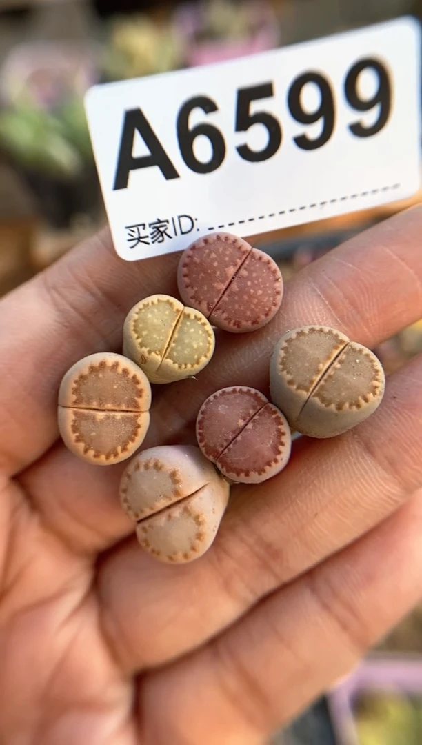 【闪购商品】6599直播一物一拍