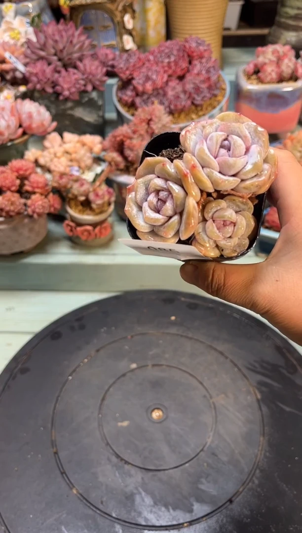 刺***比085三头汉堡珍妮多肉